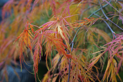 The garden in Autumn - acers at Denys & Fielding