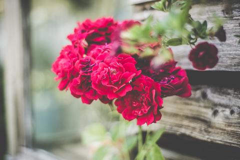 Garden blog news and offers